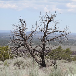 New Mexico - 2016 Jun 10